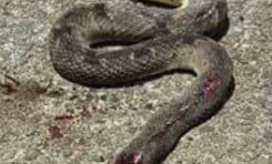Les serpents ne font pas grève sur l'habitation Fixy en Martinique