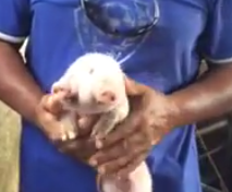 Naissance d'un cochon à deux têtes en Martinique