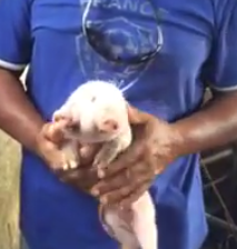 Naissance d'un cochon à deux têtes en Martinique