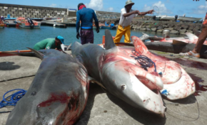 14 requins péchés en Martinique  [Les photos]