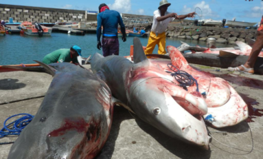 14 requins péchés en Martinique  [Les photos]