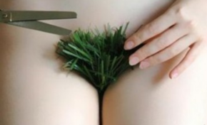 Ce Buisson c'est un gazon maudit