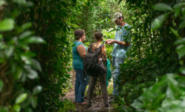 Le Labyrinte en-champ-thé : A la découverte du thé et du géranium made in Réunion - Journées Européennes du Patrimoine à la Réunion