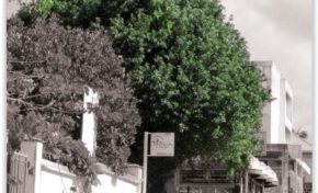 Jardin de l'Hôtel de ville : Arbres connus et méconnus - Journées Européennes du Patrimoine à la Réunion