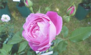 Jardin de la maison Oudin : Au nom de la rose Bourbon - Journées Européennes du Patrimoine à la Réunion