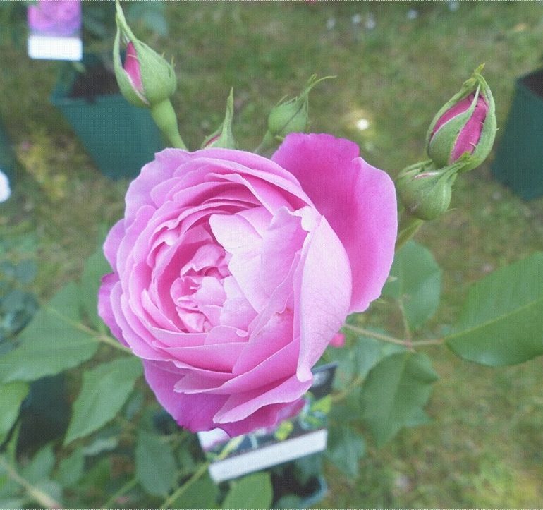 Jardin de la maison Oudin : Au nom de la rose Bourbon – Journées Européennes du Patrimoine à la Réunion
