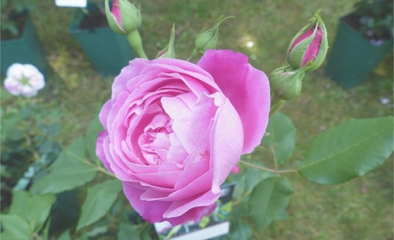 Jardin de la maison Oudin : Au nom de la rose Bourbon - Journées Européennes du Patrimoine à la Réunion