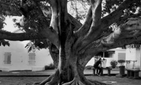 La case Bourbon : Balade autour des arbres du Barachois - Journées Européennes du Patrimoine à la Réunion
