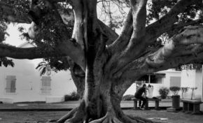 La case Bourbon : Balade autour des arbres du Barachois - Journées Européennes du Patrimoine à la Réunion