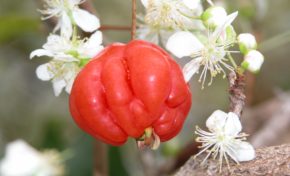 Mascarin - Jardin botanique de La Réunion : A la découverte de Mascarin, Jardin botanique de La Réunion - Journées Européennes du Patrimoine à la Réunion
