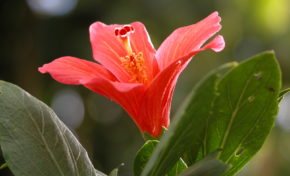 Mascarin - Jardin botanique de La Réunion : Flore indigène menacée de La Réunion et écocitoyenneté - Journées Européennes du Patrimoine à la Réunion