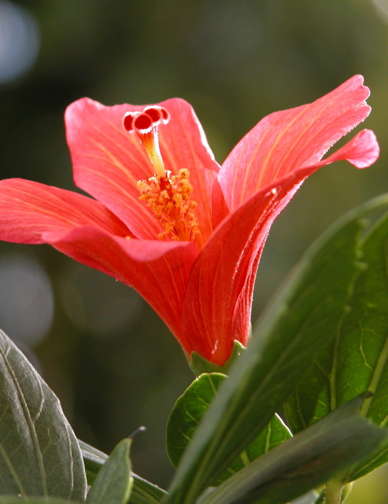 Mascarin – Jardin botanique de La Réunion : Flore indigène menacée de La Réunion et écocitoyenneté – Journées Européennes du Patrimoine à la Réunion