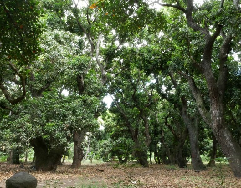 Réserve naturelle nationale de l’étang Saint-Paul : Laperrière ou le Vieux Saint-Paul, 200 ans de culture de la mangue – Journées Européennes du Patrimoine à la Réunion