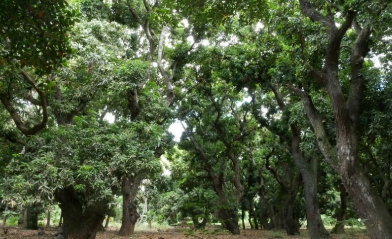 Réserve naturelle nationale de l'étang Saint-Paul : Laperrière ou le Vieux Saint-Paul, 200 ans de culture de la mangue - Journées Européennes du Patrimoine à la Réunion