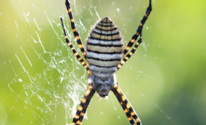 Muséum d'histoire naturelle de La Réunion : Les araignées, ces méconnues - Journées Européennes du Patrimoine à la Réunion