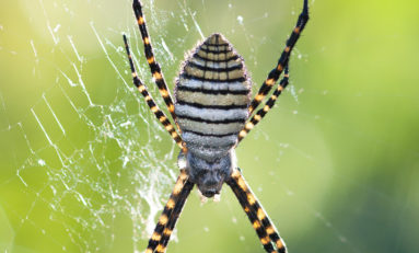 Muséum d'histoire naturelle de La Réunion : Les araignées, ces méconnues - Journées Européennes du Patrimoine à la Réunion