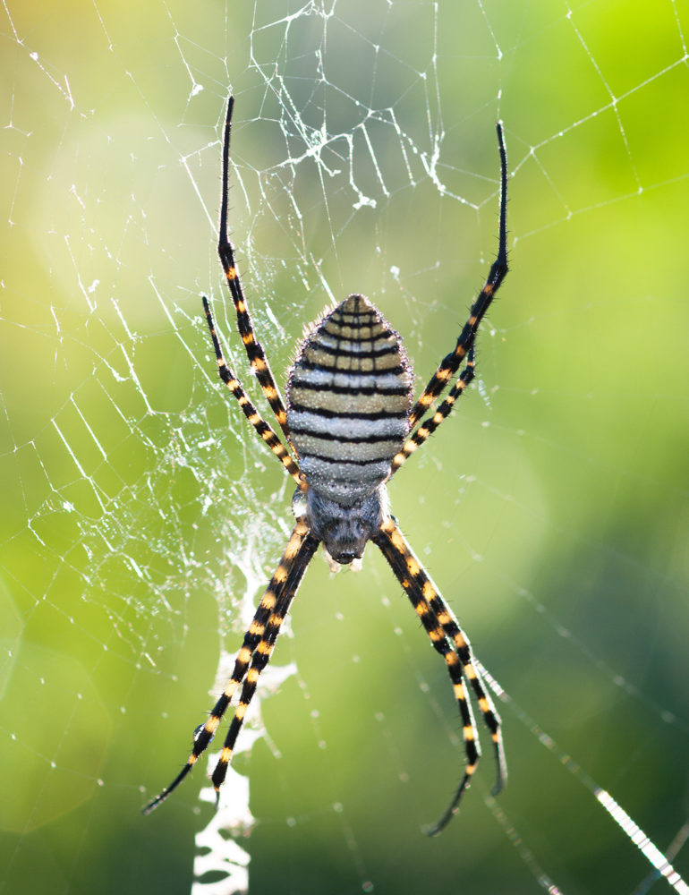 Muséum d’histoire naturelle de La Réunion : Les araignées, ces méconnues – Journées Européennes du Patrimoine à la Réunion