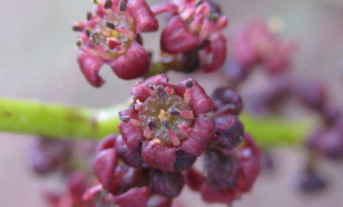 Mascarin - Jardin botanique de La Réunion : Les bois de couleur du jardin botanique - Journées Européennes du Patrimoine à la Réunion