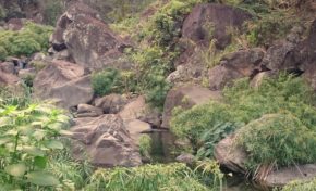 Réserve naturelle nationale de l'étang Saint-Paul : Les patrimoines de nos ravines : la ravine Divon - Journées Européennes du Patrimoine à la Réunion