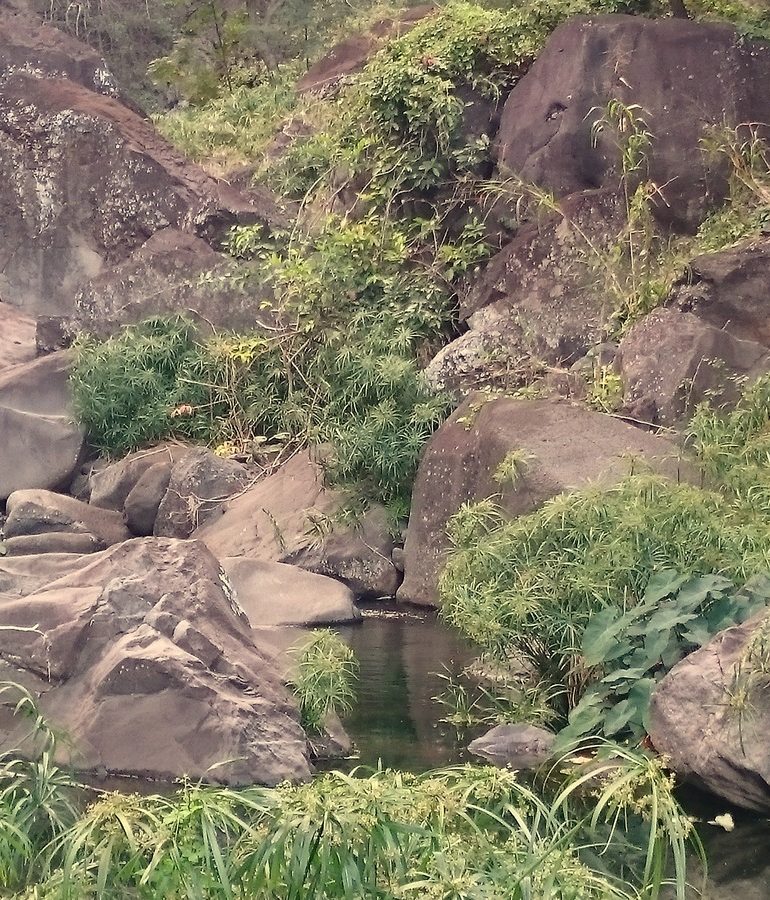 Réserve naturelle nationale de l’étang Saint-Paul : Les patrimoines de nos ravines : la ravine Divon – Journées Européennes du Patrimoine à la Réunion