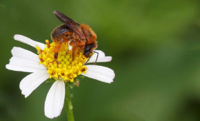 Rando : Patrimoine historique, patrimoine naturel : une parfaite harmonie - Journées Européennes du Patrimoine 2016 (Guadeloupe)