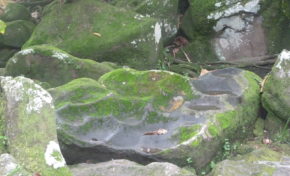 A la découvert du parc des roches gravées - Journées Européennes du Patrimoine 2016 (Guadeloupe)