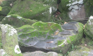 A la découvert du parc des roches gravées - Journées Européennes du Patrimoine 2016 (Guadeloupe)