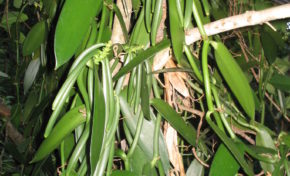 Domaine de Vanibel : Visite guidée du domaine - Journées Européennes du Patrimoine 2016 (Guadeloupe)