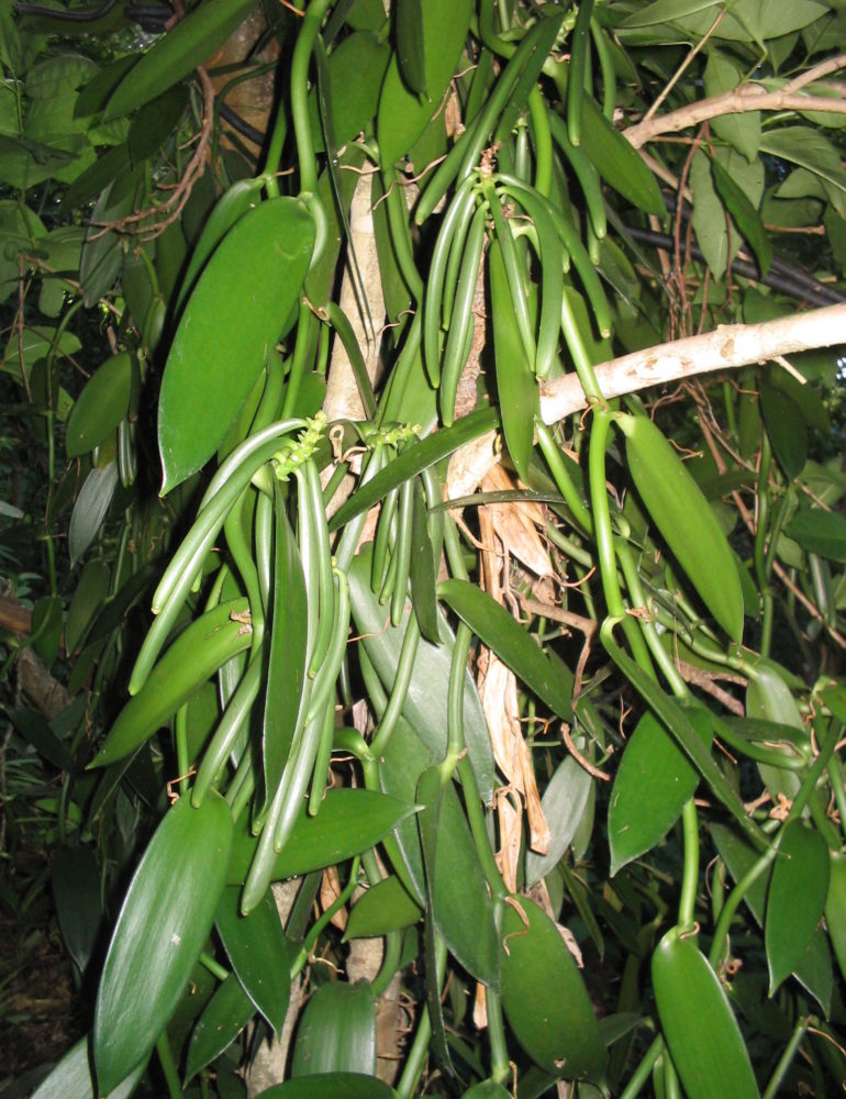 Domaine de Vanibel : Visite guidée du domaine – Journées Européennes du Patrimoine 2016 (Guadeloupe)