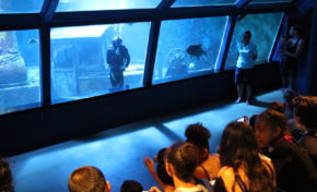 Aquarium de La Réunion : Venez découvrir l'aquarium - Journées Européennes du Patrimoine à la Réunion