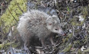 L'image du jour 20/10/16 Île de La Réunion - Tangue