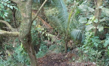 La Martinique de mal en pis