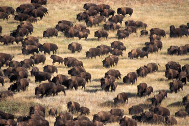 USA : Et soudain, des bisons sortis de nulle part...