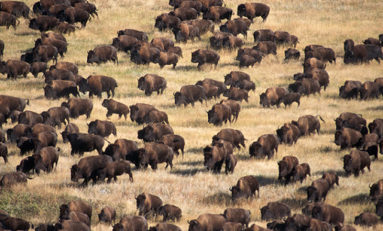 USA : Et soudain, des bisons sortis de nulle part...