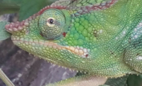 Les yeux dans les yeux avec un endormi à l'île de La Réunion