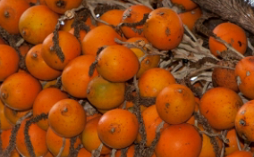 Et si les guyanais avaient un pichon ?