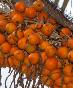 Et si les guyanais avaient un pichon ?