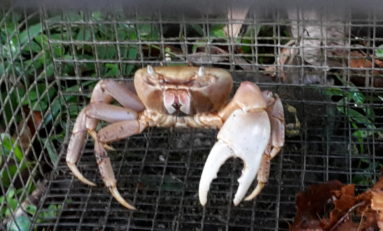 Collectivité Territoriale de Martinique : et si le Law était encore dans la bergerie ?