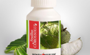 Crise sanitaire en Martinique...les stocks de Feuillus Corossolus sont épuisés