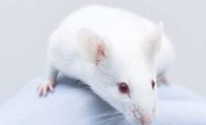 Les colons sont en danger