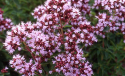 Origanum majorana un aphrodisiaque plus efficace que le viagra ?
