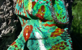 Les images du jour  [01/03/17] Endormi -La Réunion