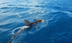 Images du jour [21/03/17] Requin marteau - Martinique