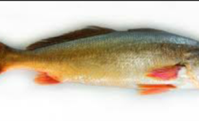 Crise en Guyane: Acoupa Day or not ?