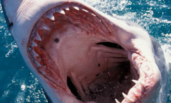 Nouvelle attaque de requin à l'île de La Réunion