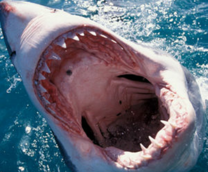 Nouvelle attaque de requin à l'île de La Réunion Bondamanjak