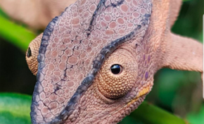 L'image du jour 18/05/17 île de La Réunion - Endormi