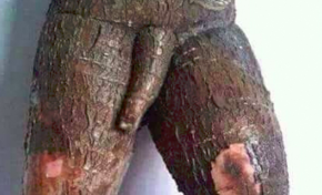 Un manioc un peu maniaque récolté à l'île de La Réunion