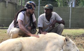 Kalash et les lionnes