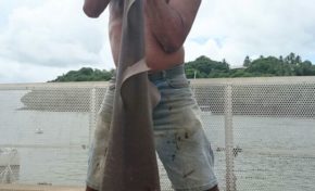 Capture d'un bébé requin à l'île de La Réunion...Et si la solution venait de la Guyane ?